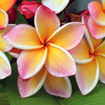 Frangipani