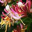 Honeysuckle Jasmine